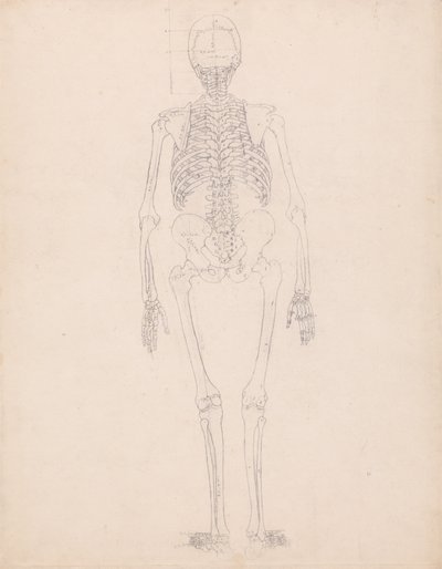 Esposizione anatomica comparativa della struttura del corpo umano con quella di una tigre e di un co... da George Stubbs